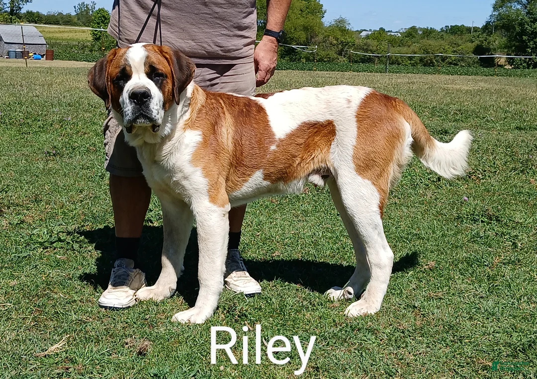 Saint Bernard dogs for sale: Elroy  - Ad 4