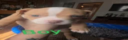 American Bully dogs for sale: American Bully 2 - Ad 2