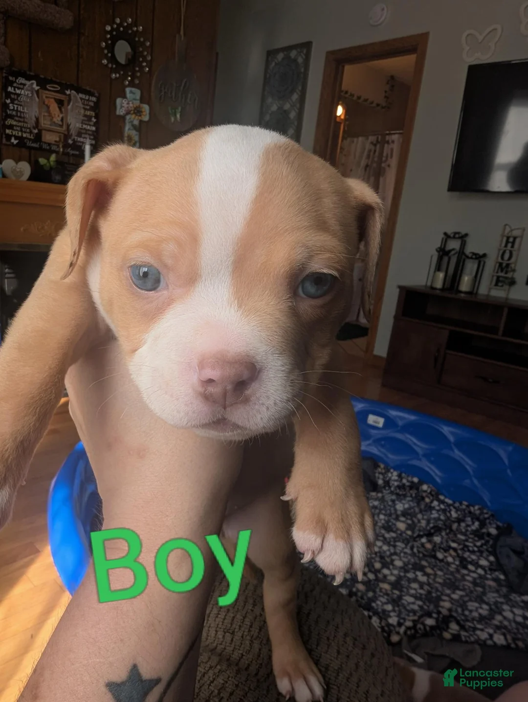 American Bully dogs for sale: American Bully 2 - Ad 2