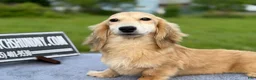 Miniature Dachshund dogs for sale: Cream - Ad 3