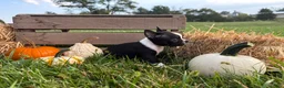 Boston Terrier dogs for sale: Denim  - Ad 3