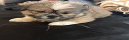 Mixed Breed dogs for sale: Peke-Tzu Pup 1 - Ad 2