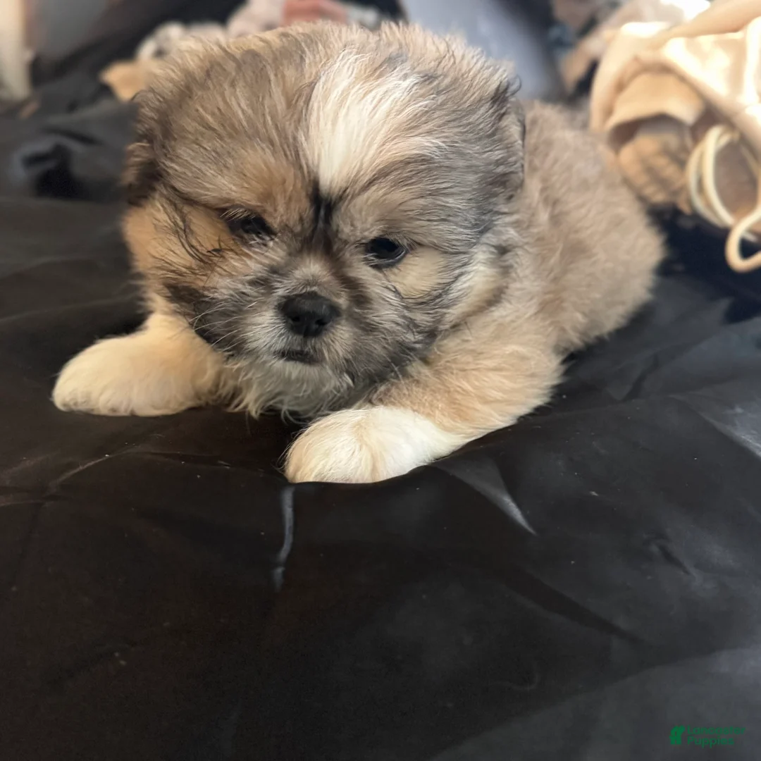 Mixed Breed dogs for sale: Peke-Tzu Pup 1 - Ad 2