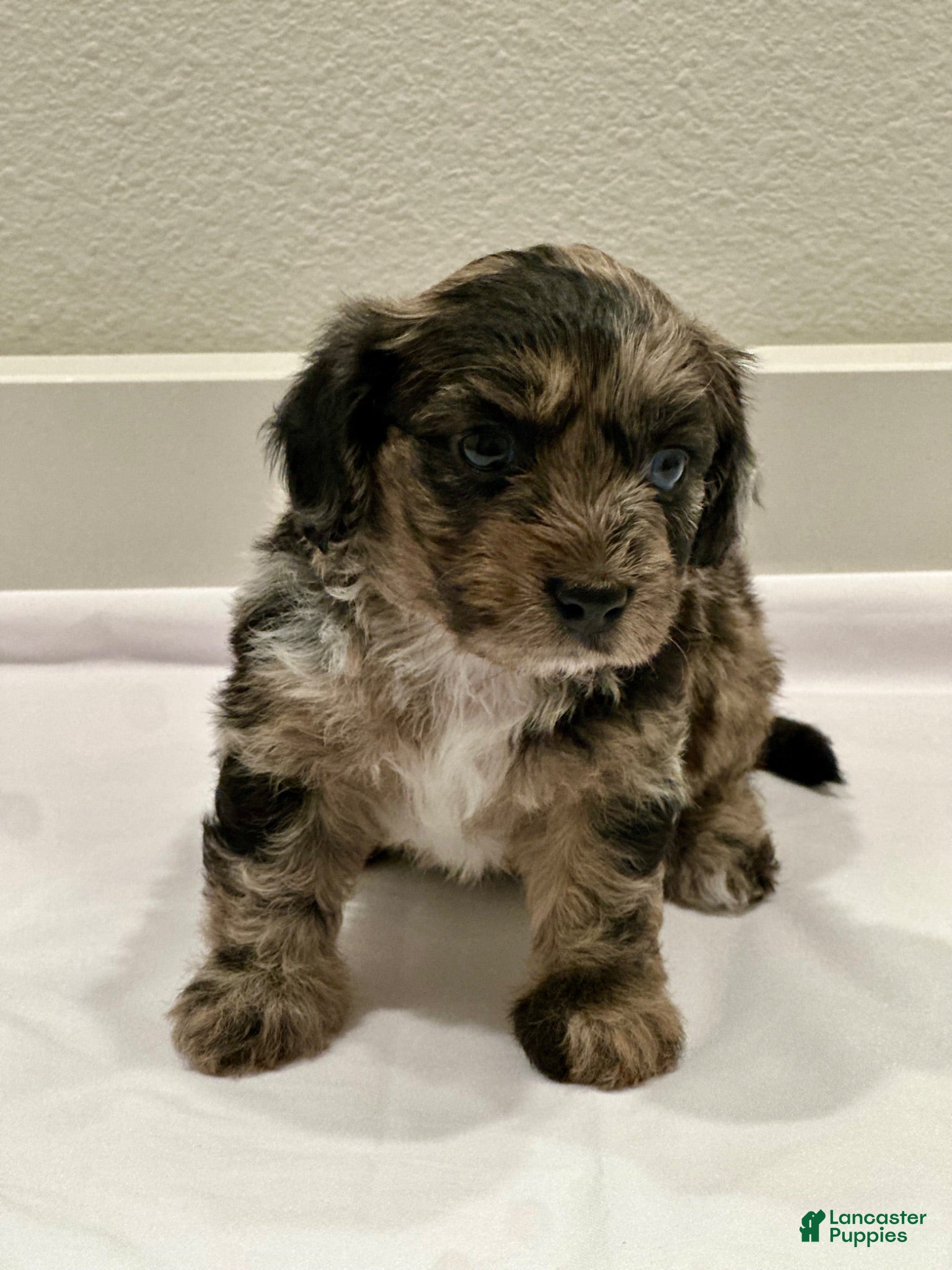 Mixed Breed dogs Mixed Breed 6 - Ad 42