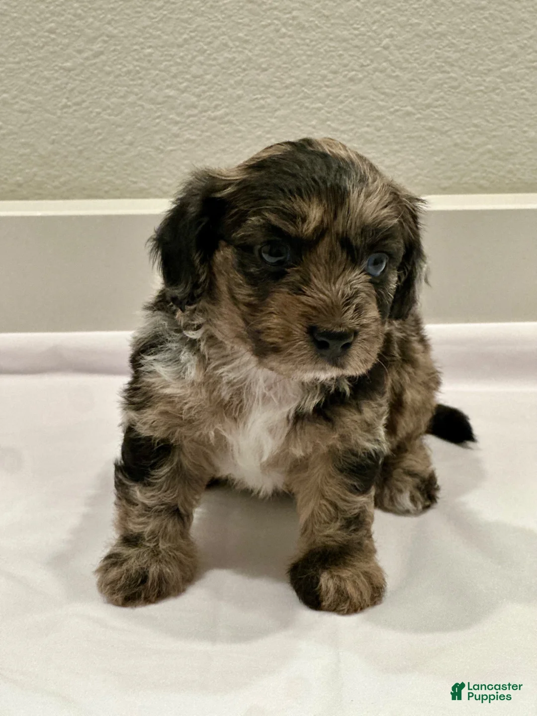 Mixed Breed dogs for sale: Mixed Breed 6 - Ad 1