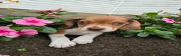 Beagle dogs for sale: Pippin - Ad 3