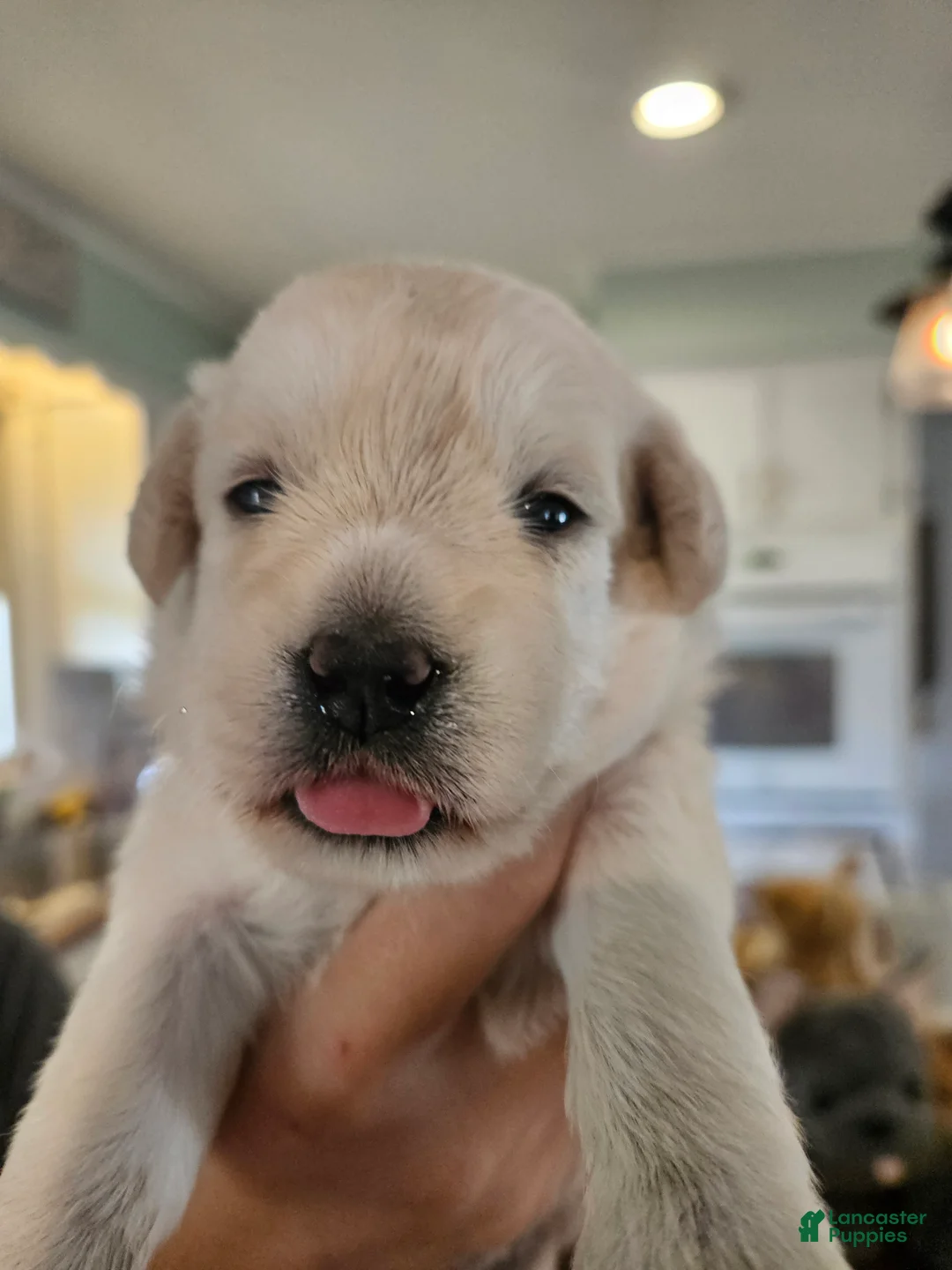 Labradoodle dogs for sale: White Female Labradoodle - Ad 2