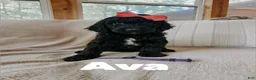 Goldendoodle dogs for sale: Ava - Ad 2