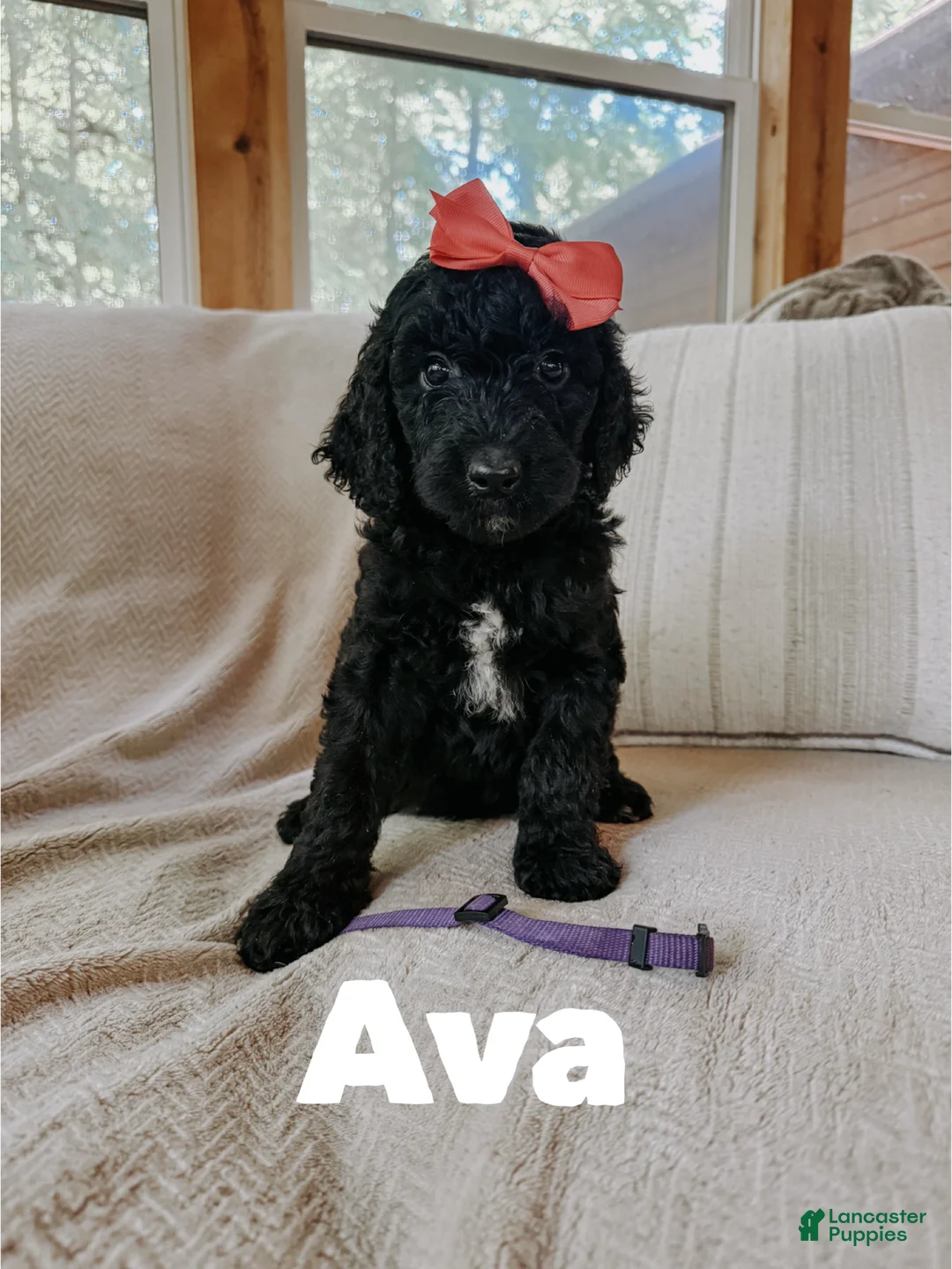 Goldendoodle dogs for sale: Ava - Ad 2