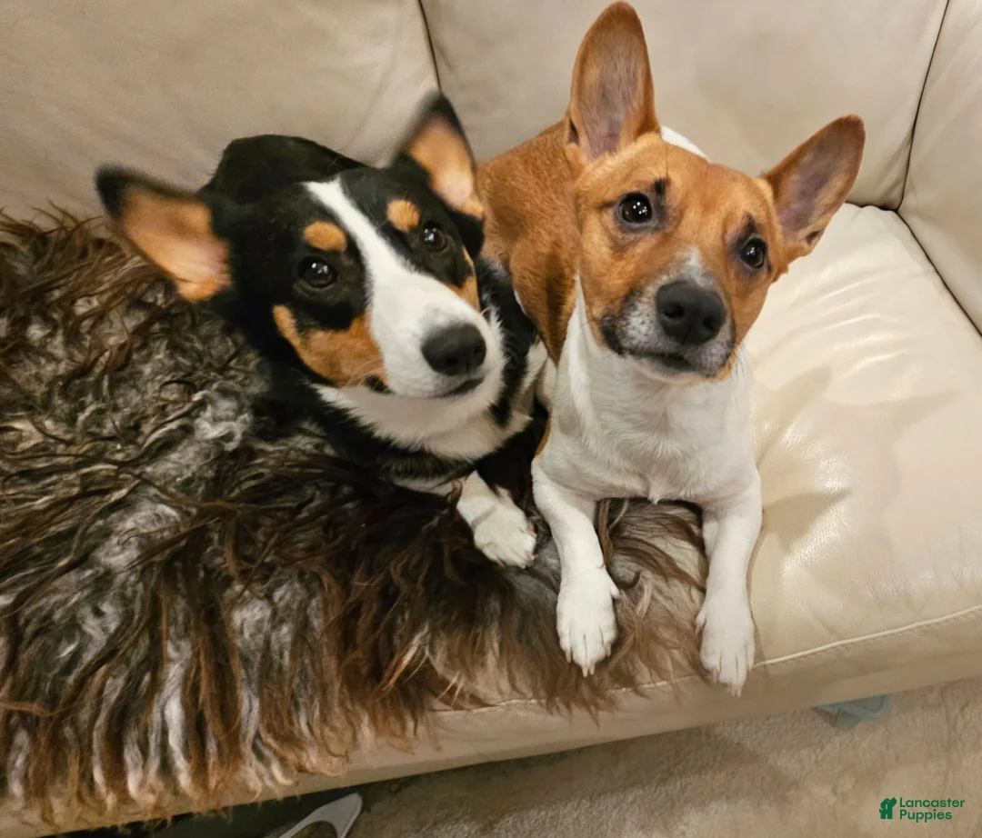 Mixed Breed dogs for sale: Apollo - Ad 28