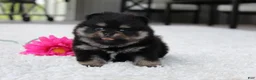 Pomeranian dogs for sale: Tessa - Ad 2