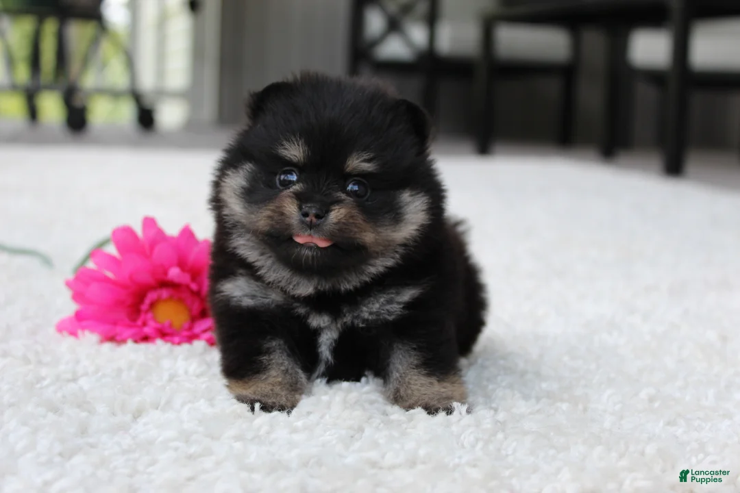 Pomeranian dogs for sale: Tessa - Ad 2