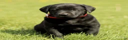 Labrador Retriever dogs for sale: Kristy  - Ad 3