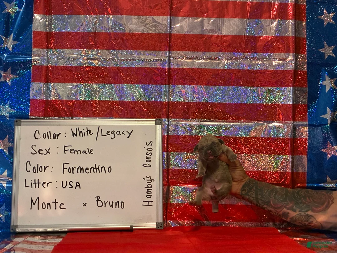 Cane Corso dogs for sale: Legacy  - Ad 1