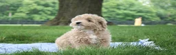Mini Goldendoodle dogs for sale: Tilly - Ad 3