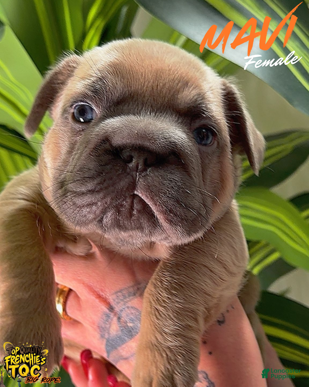 French Bulldog dogs for sale: MAVI - Ad 1