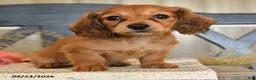 Miniature Dachshund dogs for sale: Miracle - Ad 4