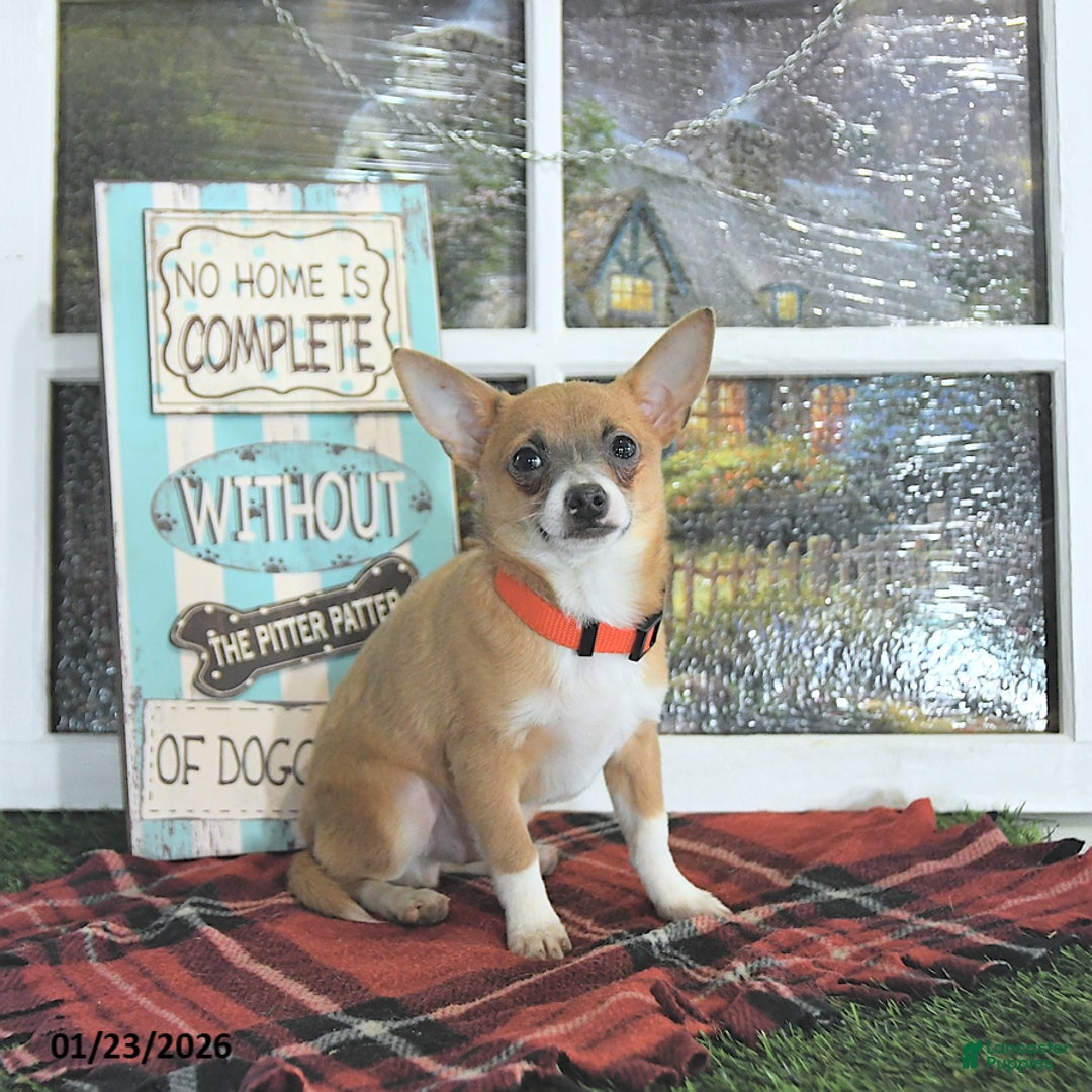 Chihuahua dogs for sale: Fritz - Ad 3