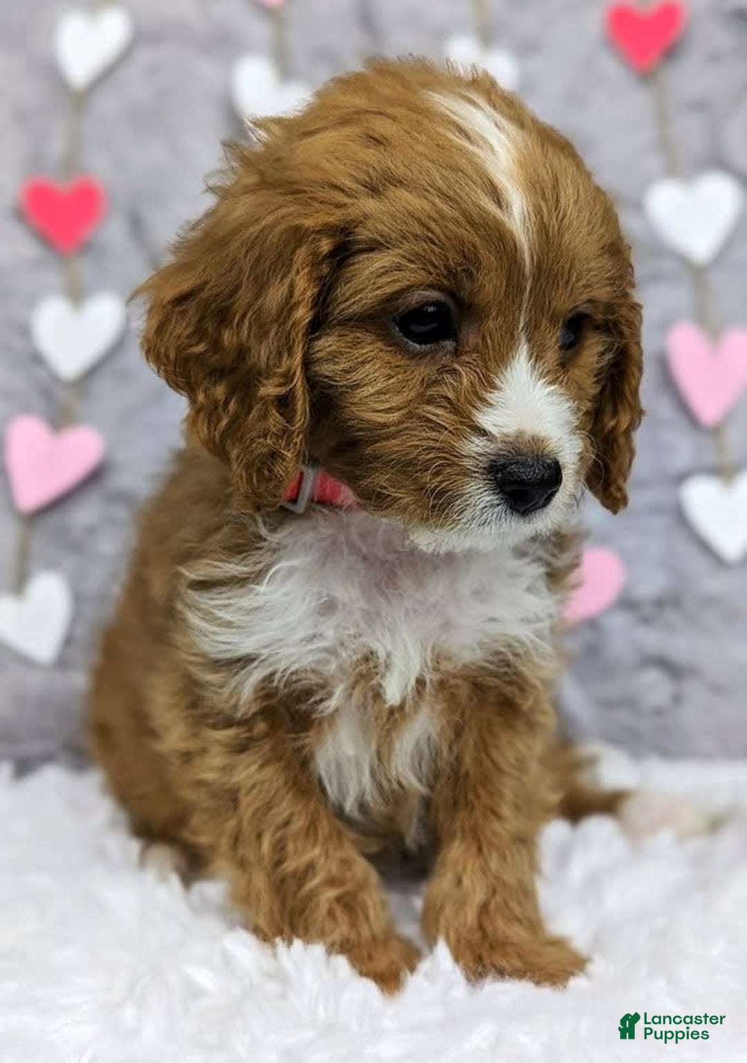 Gallery Image {{count}}