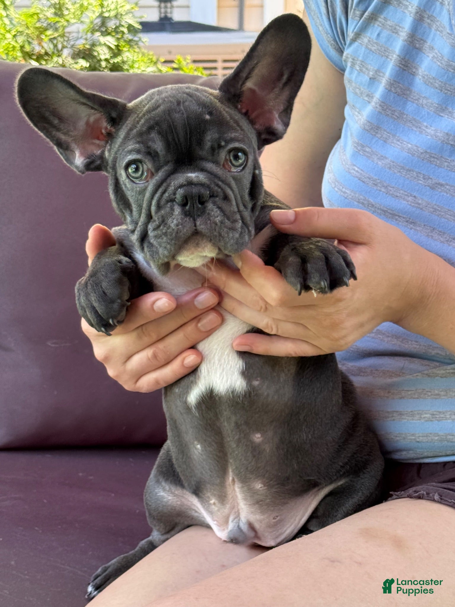 French Bulldog dogs French Bulldog - Ad 10