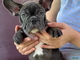 French Bulldog dogs French Bulldog - Ad 10