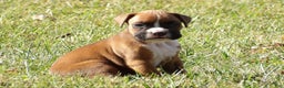 Boxer dogs for sale: Lolly - Ad 3