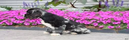 Cocker Spaniel dogs for sale: Bravo - Ad 3