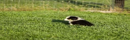 Miniature Australian Shepherd dogs for sale: Ladon Miniature Australian Shepherd Puppy  - Ad 2