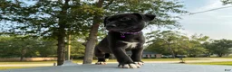 Pitsky dogs for sale: Sissy - Ad 3