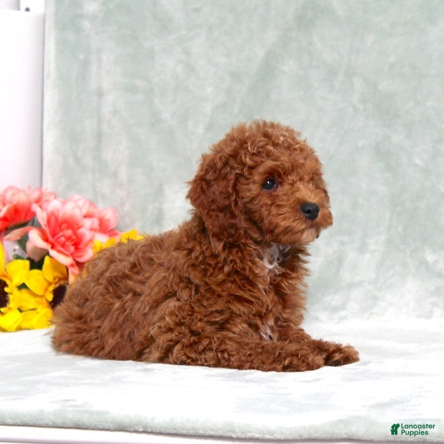 Miniature Poodle dogs Lyle - Ad 2