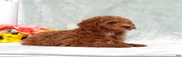 Miniature Poodle dogs for sale: Lyle - Ad 2