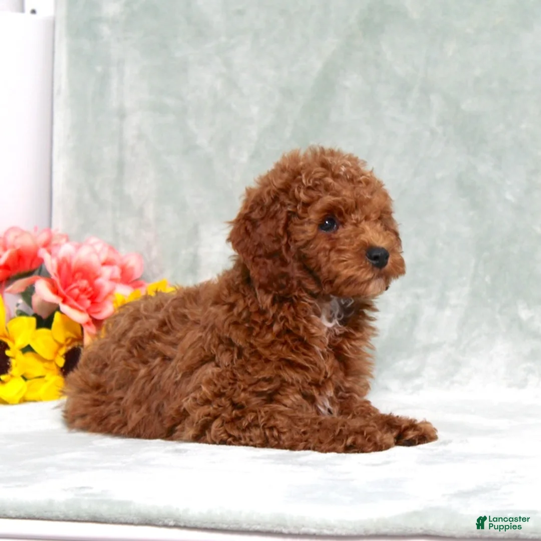 Miniature Poodle dogs for sale: Lyle - Ad 2