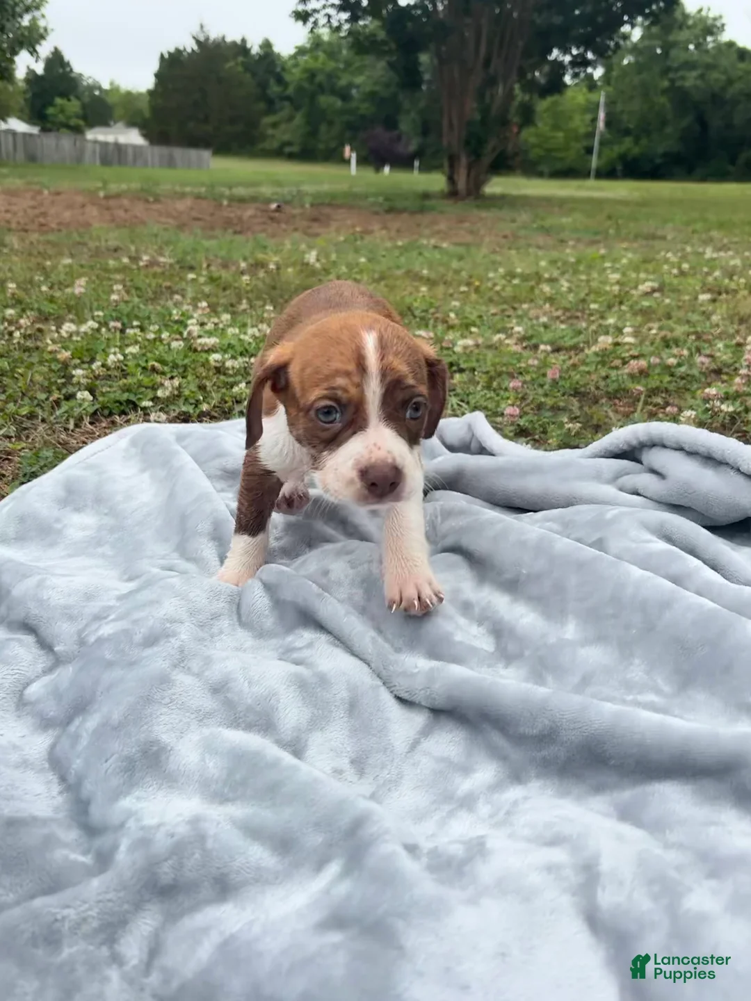 Mixed Breed dogs for sale: Charlie  - Ad 2