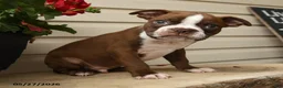 Boston Terrier dogs for sale: Dakota - Ad 3