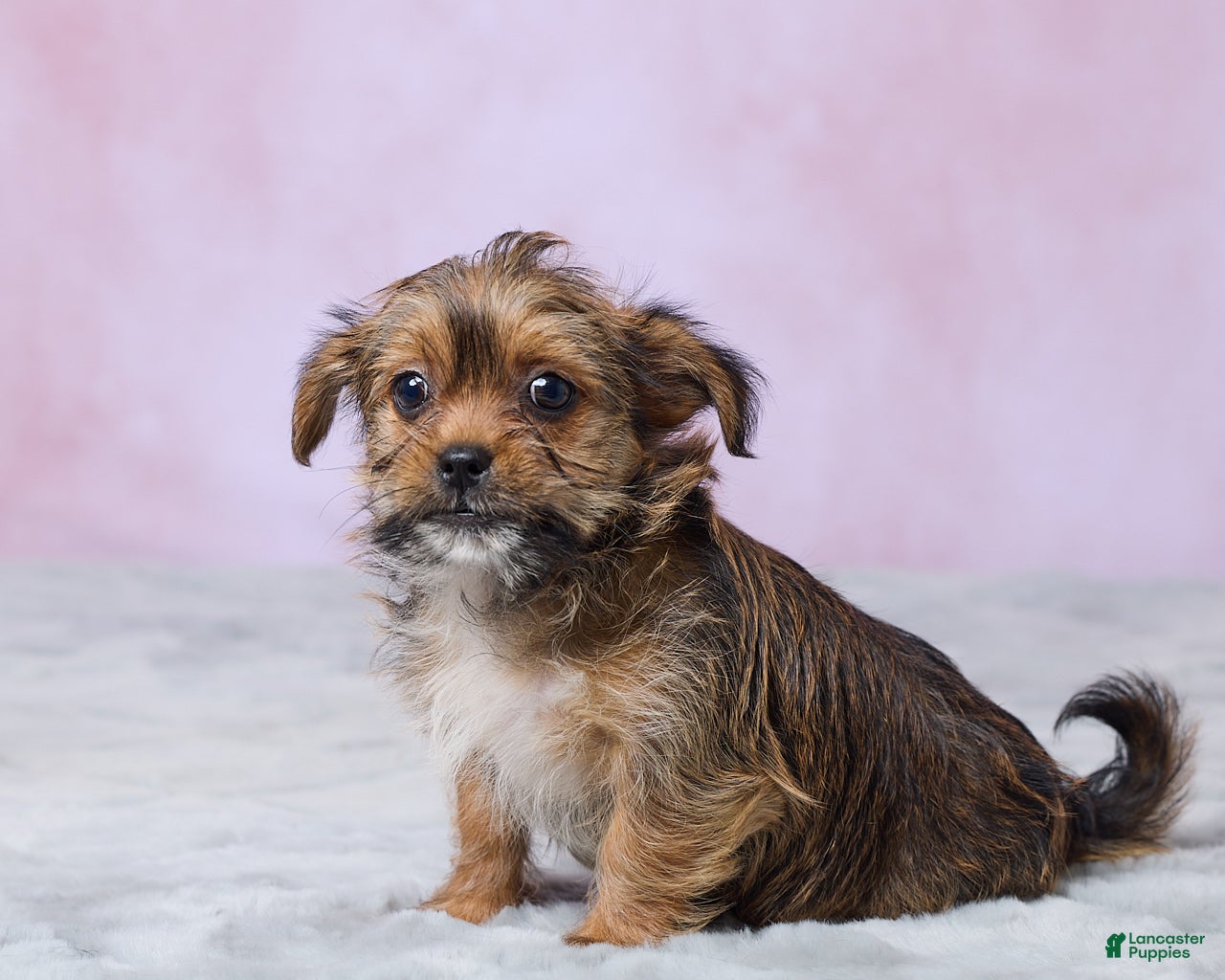 Shorkie dogs Lala - Ad 2