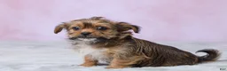 Shorkie dogs for sale: Lala - Ad 2