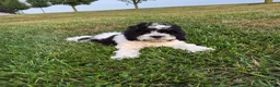 Cockapoo dogs for sale: Izzy - Ad 3
