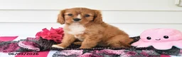 Cavalier King Charles Spaniel dogs for sale: Tina - Ad 4