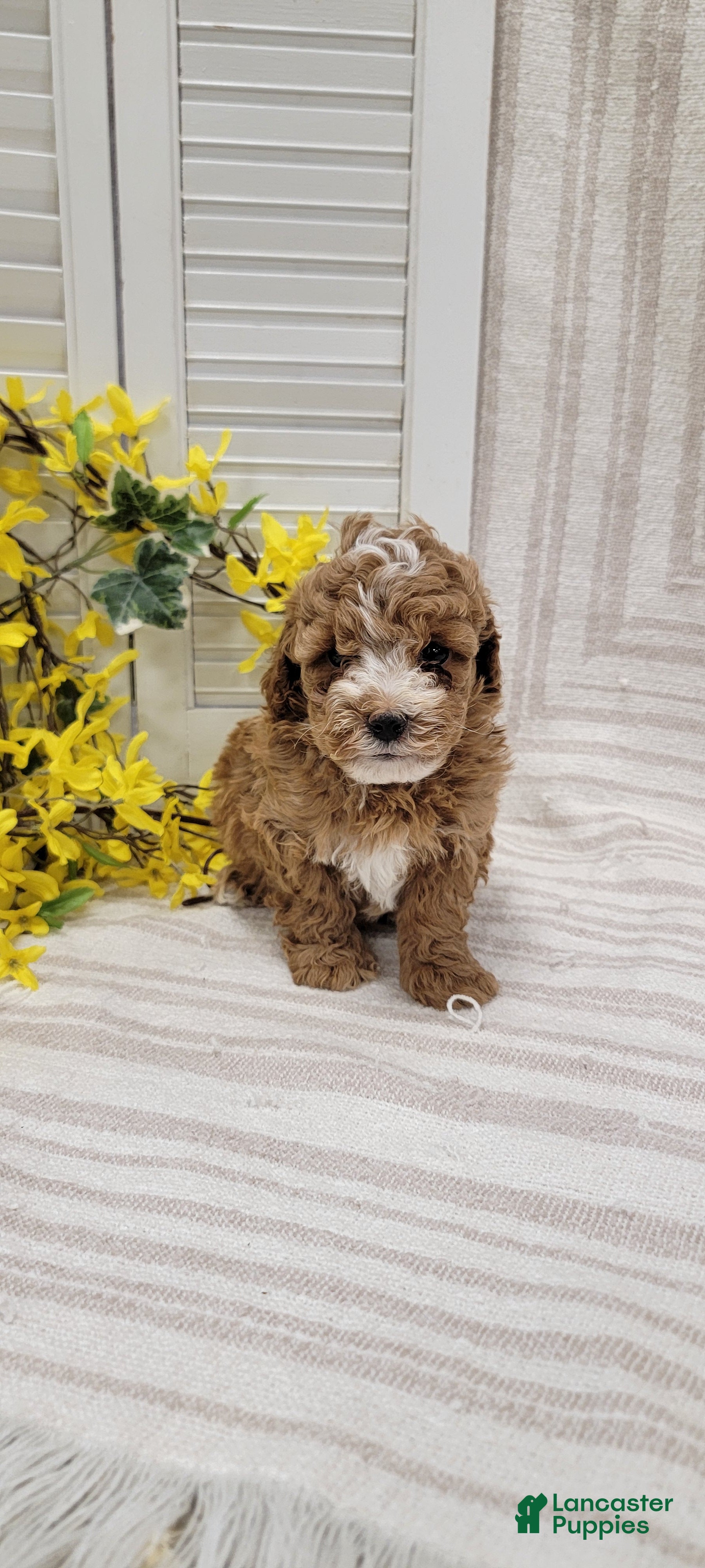 Toy Poodle dogs Rocket - Ad 1