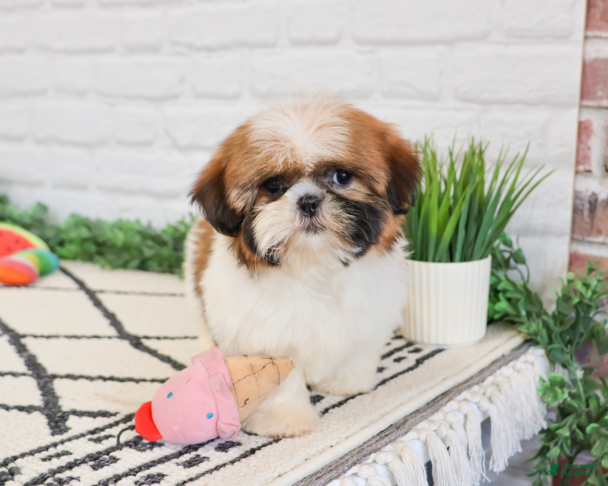 Shih Tzu dogs Flower  - Ad 26