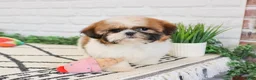 Shih Tzu dogs for sale: Flower  - Ad 1