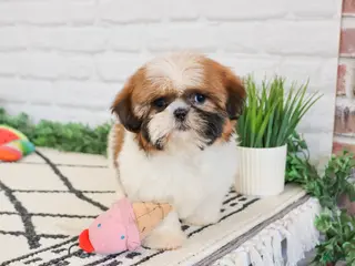 Shih Tzu dogs Flower - Ad 37
