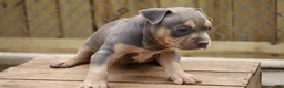 American Bully dogs for sale: Mr. Vegas - Ad 9