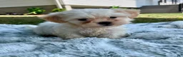 Teddy Bear dogs for sale: Callie - Ad 4