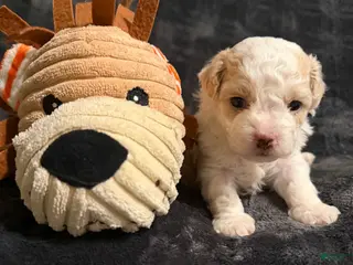 Mixed Breed dogs Biscuit - Ad 11