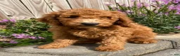 Mini Goldendoodle dogs for sale: Nelson - Ad 1