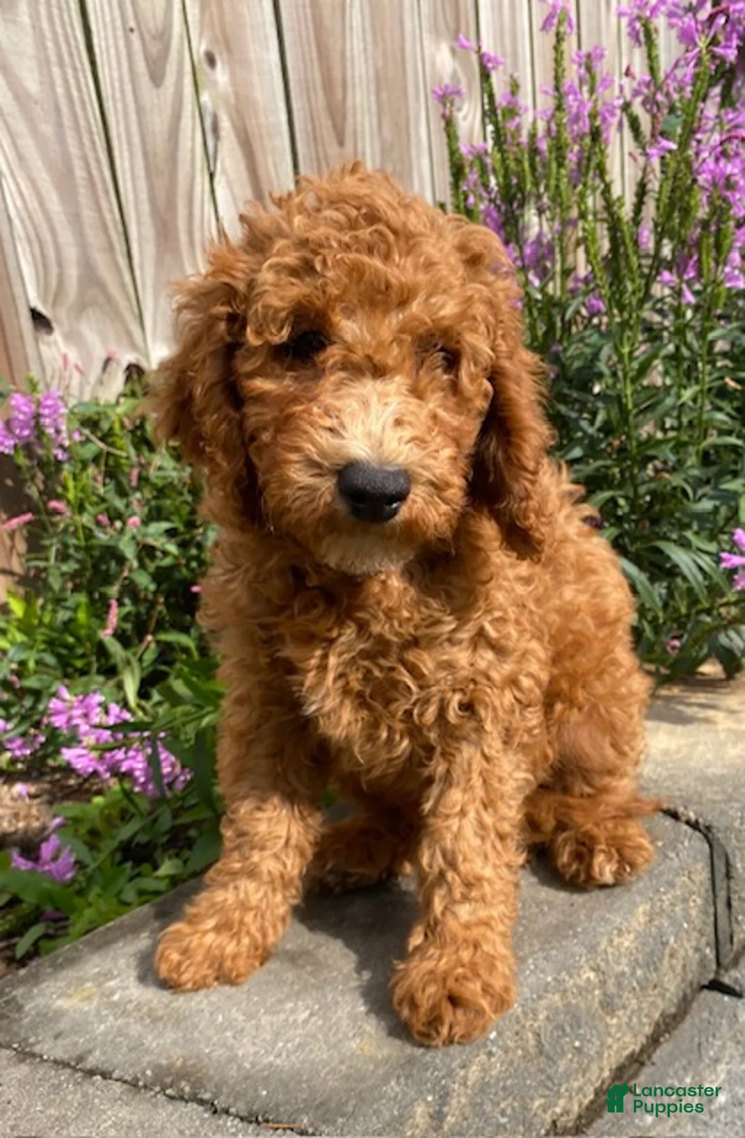 Mini Goldendoodle dogs for sale: Nelson - Ad 1
