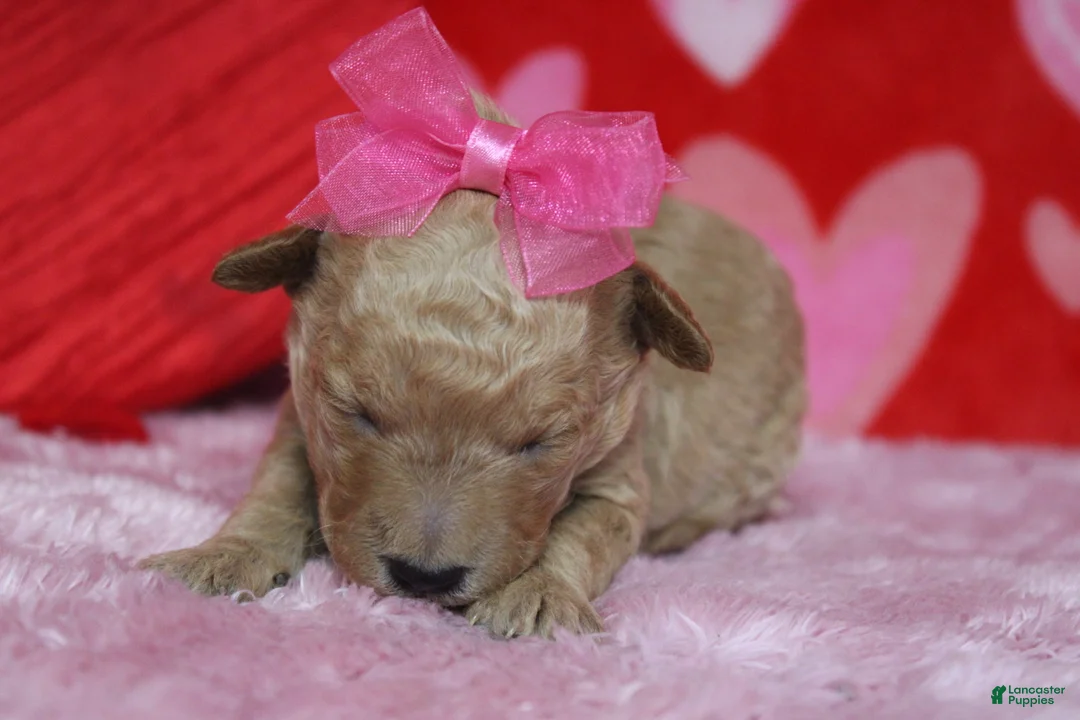 Goldendoodle dogs for sale: Yello - Ad 2