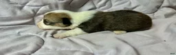 American Corgi dogs for sale: Sable female - Ad 3