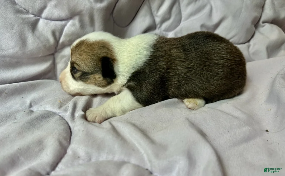 American Corgi dogs for sale: Sable female - Ad 3